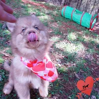 Amber Eyes Embark, OFA, AKC, a male Siberian Husky for sale in Anderson, SC – Photo 4 of 10