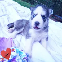 AKC OFA & Embark Parents, a male Siberian Husky for sale in Anderson, SC – 2 of 10