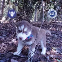 OFA & AKC Red/white, a male Siberian Husky for sale in Anderson, SC – 1 of 10