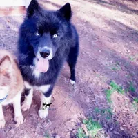 AKC Solid Black Trained, a male Siberian Husky for sale in Anderson, SC – 2 of 10