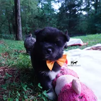 AKC Solid Black OFA & Embark, a female Siberian Husky for sale in Anderson, SC – 8 of 10