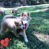 AKC OFA Red/white, a male Siberian Husky for sale in Anderson, SC – 2 of 10