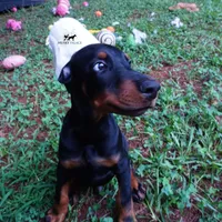 Ear cropped AKC Euro OFA & Embark, a male Doberman Pinscher for sale in Anderson, SC – 4 of 10