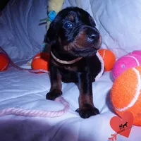 Champion & Full Euro AKC, a female Doberman Pinscher for sale in Anderson, SC – 6 of 10