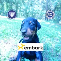 AKC Euro OFA & Embark - Amon, a male Doberman Pinscher for sale in Anderson, SC – 1 of 10