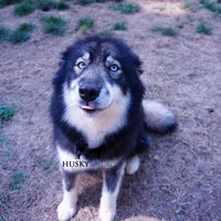 AKC Agouti Trained Spayed, a female Siberian Husky for sale in Anderson, SC – 8 of 8