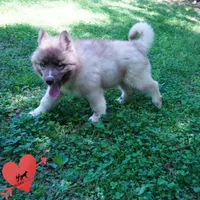 AKC Embark & OFA Parents, a male Siberian Husky for sale in Anderson, SC – 2 of 10