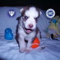 AKC OFA Red/white, a male Siberian Husky for sale in Anderson, SC – 1 of 10
