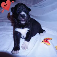 Solid Black - Rogue, a female Siberian Husky for sale in Anderson, SC – 3 of 10