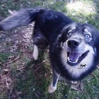 AKC Agouti Trained Spayed, a female Siberian Husky for sale in Anderson, SC – Photo 1 of 8