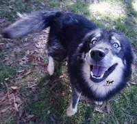 AKC Agouti Trained Spayed, a female Siberian Husky for sale in Anderson, SC – Photo 1 of 8