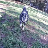 AKC Agouti Trained Spayed, a female Siberian Husky for sale in Anderson, SC – Photo 5 of 8
