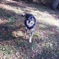 AKC Agouti Trained Spayed, a female Siberian Husky for sale in Anderson, SC – Photo 6 of 8