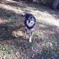 AKC Agouti Trained Spayed, a female Siberian Husky for sale in Anderson, SC – Photo 6 of 8