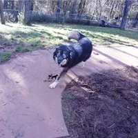 AKC Agouti Trained Spayed, a female Siberian Husky for sale in Anderson, SC – Photo 3 of 8