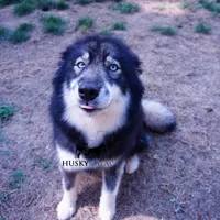 AKC Agouti Trained Spayed, a female Siberian Husky for sale in Anderson, SC – Photo 8 of 8