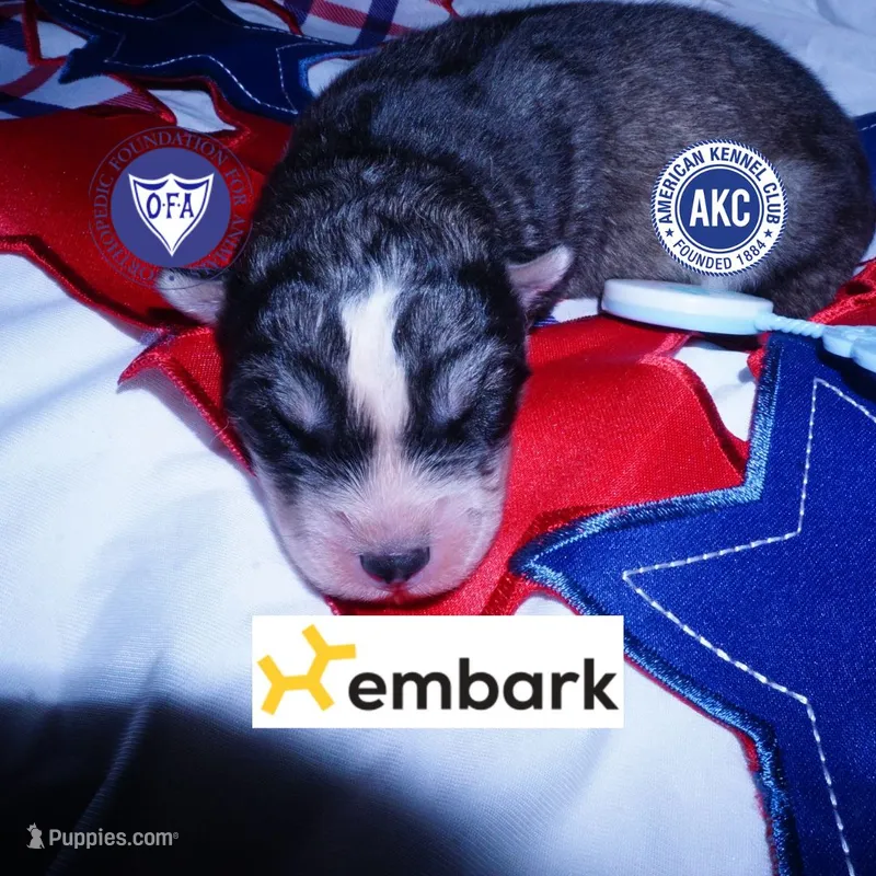 OFA & Embark Tested Parents - Usopp – Siberian Husky puppy for sale in Anderson, SC