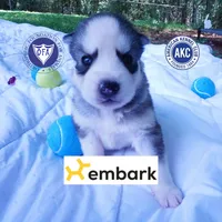 AKC OFA Embark Parents, a male Siberian Husky for sale in Anderson, SC – 1 of 10
