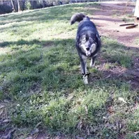 AKC Agouti Trained Spayed, a female Siberian Husky for sale in Anderson, SC – 5 of 8