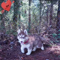 Red/white Ready Soon!, a female Siberian Husky for sale in Anderson, SC – 3 of 10