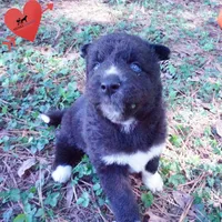 Solid Black - Rogue, a female Siberian Husky for sale in Anderson, SC – 2 of 10