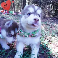 OFA & AKC - Hades, a male Siberian Husky for sale in Anderson, SC – 6 of 10