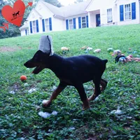 Ears Cropped AKC Euro OFA & Embark, a male Doberman Pinscher for sale in Anderson, SC – 6 of 10