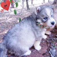 OFA & Embark Tested Parents - Usopp, a male Siberian Husky for sale in Anderson, SC – 4 of 10