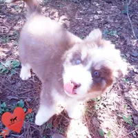 AKC & OFA Poseidon, a male Siberian Husky for sale in Anderson, SC – 4 of 10