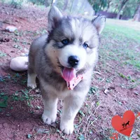Black/white AKC OFA Embark - Gerogina, a male Siberian Husky for sale in Anderson, SC – 7 of 10