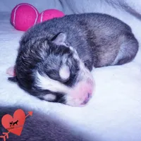 OFA & Embark Tested Parents, a male Siberian Husky for sale in Anderson, SC – 4 of 10