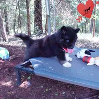 AKC Black/white OFA & Embark, a female Siberian Husky for sale in Anderson, SC – 8 of 10