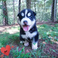 OFA & Embark Tested - Luffy, a male Siberian Husky for sale in Anderson, SC – 6 of 10