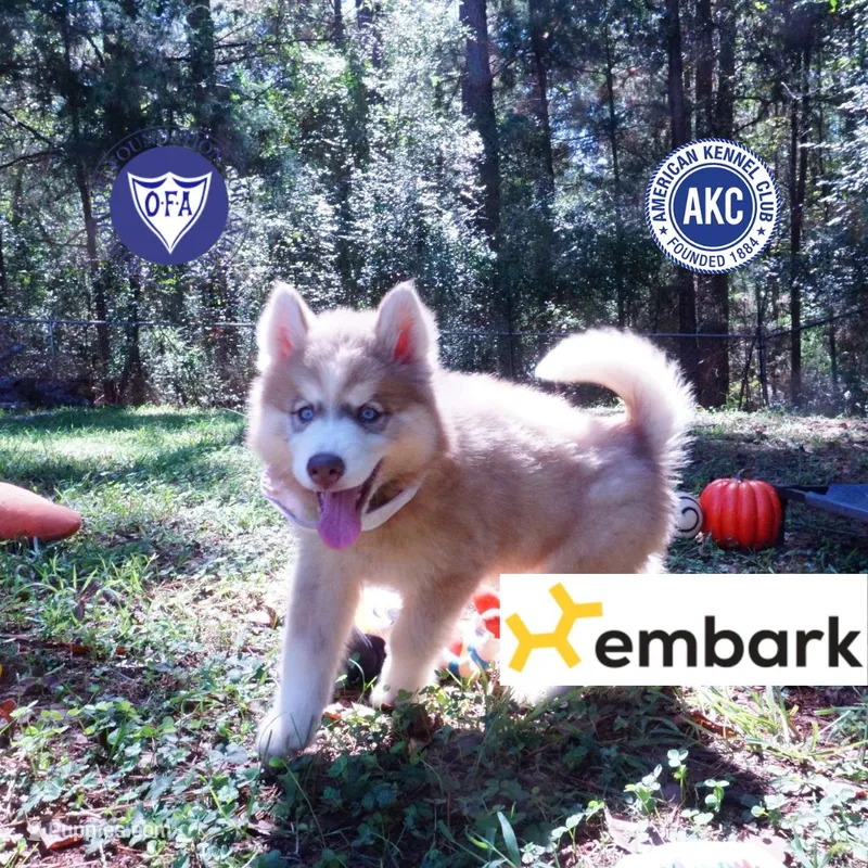 OFA & Embark - Carrot – Siberian Husky puppy for sale in Anderson, SC