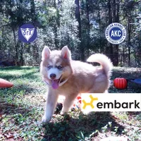 OFA & Embark - Carrot, a male Siberian Husky for sale in Anderson, SC – 1 of 10