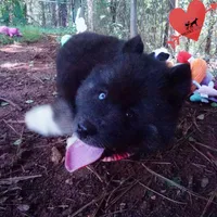 AKC Black/white OFA & Embark, a female Siberian Husky for sale in Anderson, SC – 4 of 10