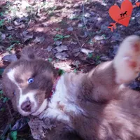 Solid Brown Ready Soon , a female Siberian Husky for sale in Anderson, SC – 2 of 10