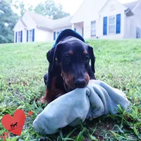 AKC Euro OFA & Embark - Sokka, a male Doberman Pinscher for sale in Anderson, SC – 4 of 10
