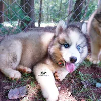 OFA & Embark Tested Parents, a female Siberian Husky for sale in Anderson, SC – 4 of 10