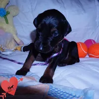 OFA & Embark Tested Parents, a female Doberman Pinscher for sale in Anderson, SC – 7 of 10