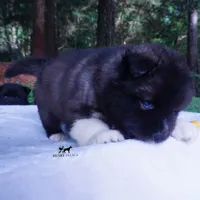 AKC Agouti OFA & Embark, a male Siberian Husky for sale in Anderson, SC – 5 of 10