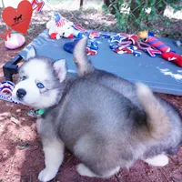 AKC OFA & Embark Parents, a male Siberian Husky for sale in Anderson, SC – 6 of 10