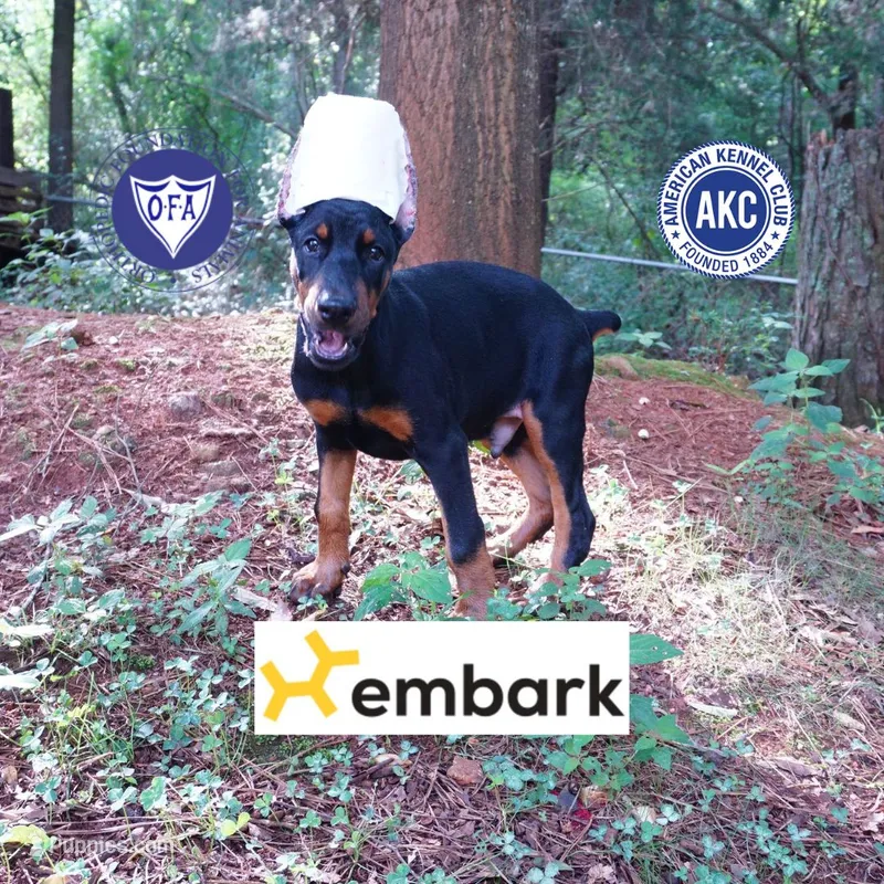 Ear cropped AKC Euro OFA & Embark – Doberman Pinscher puppy for sale in Anderson, SC