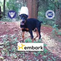 Ear cropped AKC Euro OFA & Embark, a male Doberman Pinscher for sale in Anderson, SC – 1 of 10