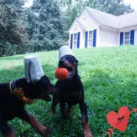 Ears Cropped AKC Euro OFA & Embark, a male Doberman Pinscher for sale in Anderson, SC – 9 of 10