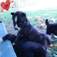Agouti AKC  OFA & Embark, a female Siberian Husky for sale in Anderson, SC – 4 of 10