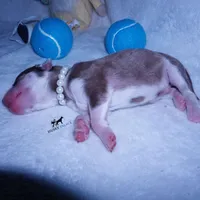 AKC OFA Red/white, a male Siberian Husky for sale in Anderson, SC – 4 of 6