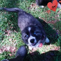 Agouti AKC, a female Siberian Husky for sale in Anderson, SC – Photo 6 of 10