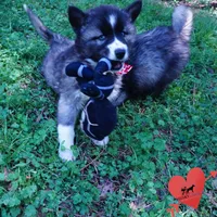 Agouti AKC, a female Siberian Husky for sale in Anderson, SC – Photo 2 of 10