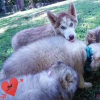 AKC OFA Red/white, a male Siberian Husky for sale in Anderson, SC – 9 of 10